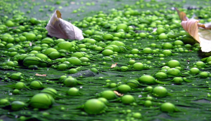 Water pollution