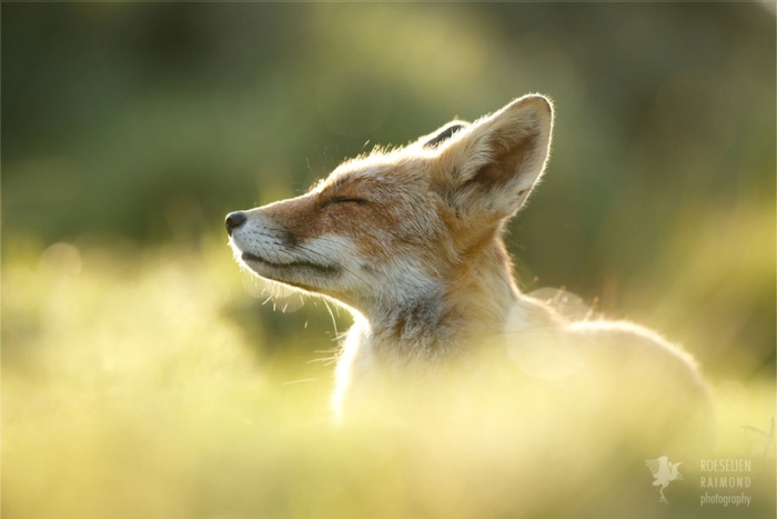 happy-relaxed-animals-zen-foxes-roeselien-raimond-netherlands-7