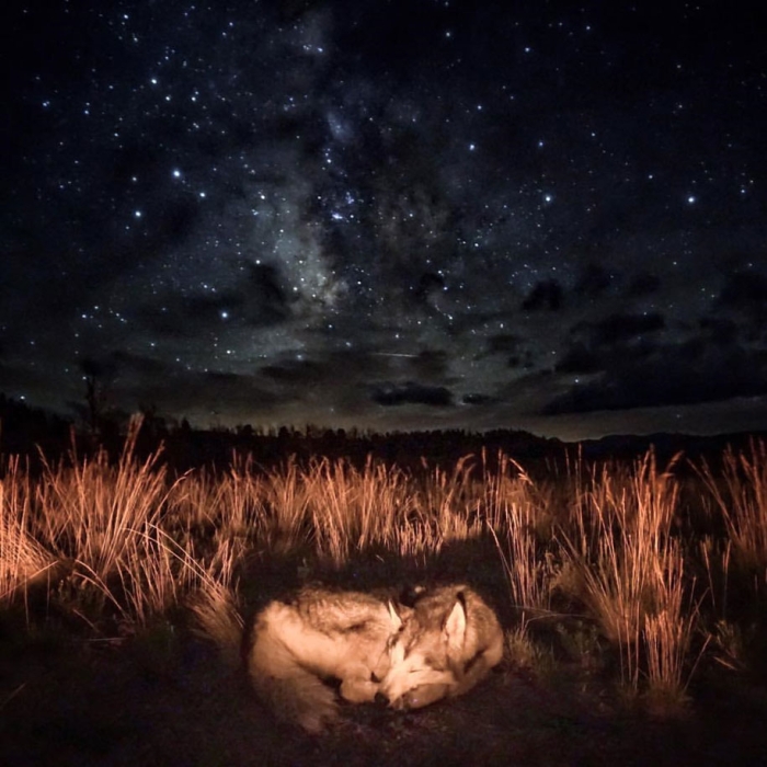 dog-nature-photography-loki-wolfdog-kelly-lund-13