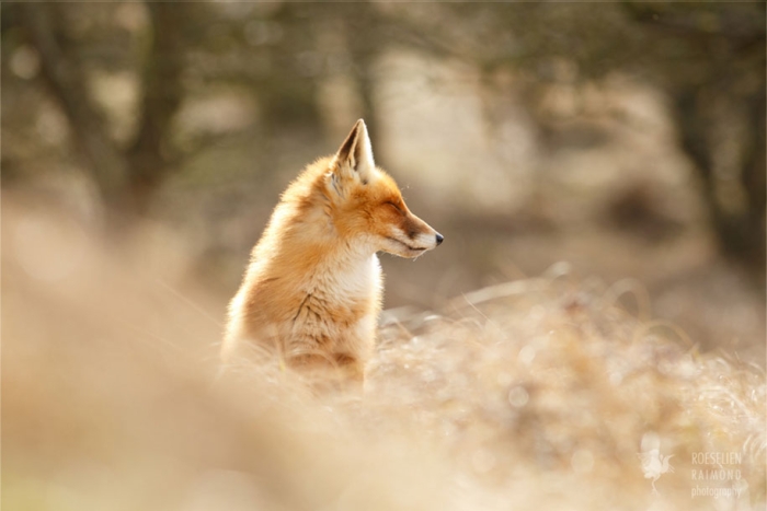 happy-relaxed-animals-zen-foxes-roeselien-raimond-netherlands-5