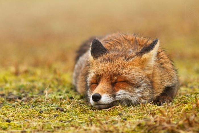happy-relaxed-animals-zen-foxes-roeselien-raimond-netherlands-13