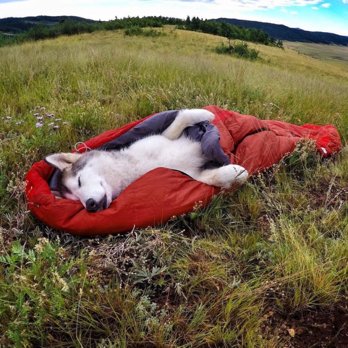 dog-nature-photography-loki-wolfdog-kelly-lund-8