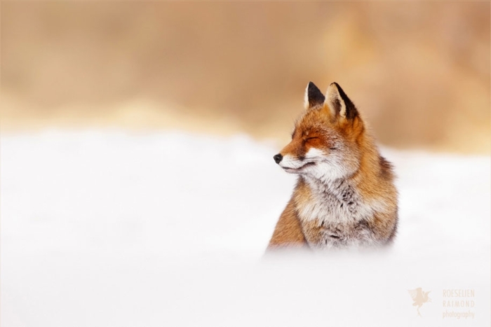 happy-relaxed-animals-zen-foxes-roeselien-raimond-netherlands-4