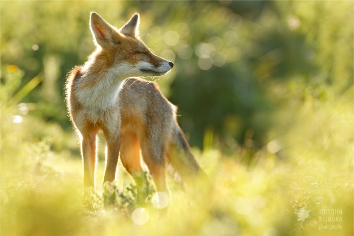 happy-relaxed-animals-zen-foxes-roeselien-raimond-netherlands-10