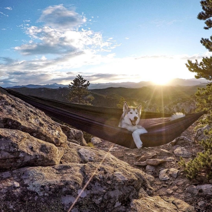 dog-nature-photography-loki-wolfdog-kelly-lund-36