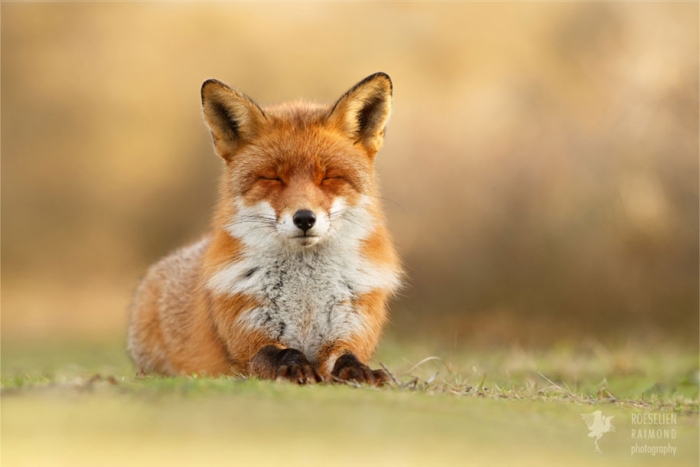 happy-relaxed-animals-zen-foxes-roeselien-raimond-netherlands-2