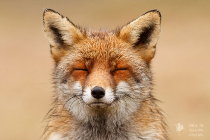 happy-relaxed-animals-zen-foxes-roeselien-raimond-netherlands-12