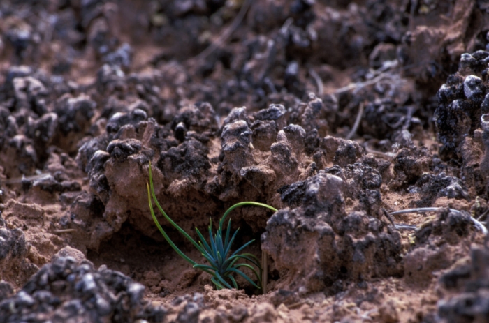 Soil pollution