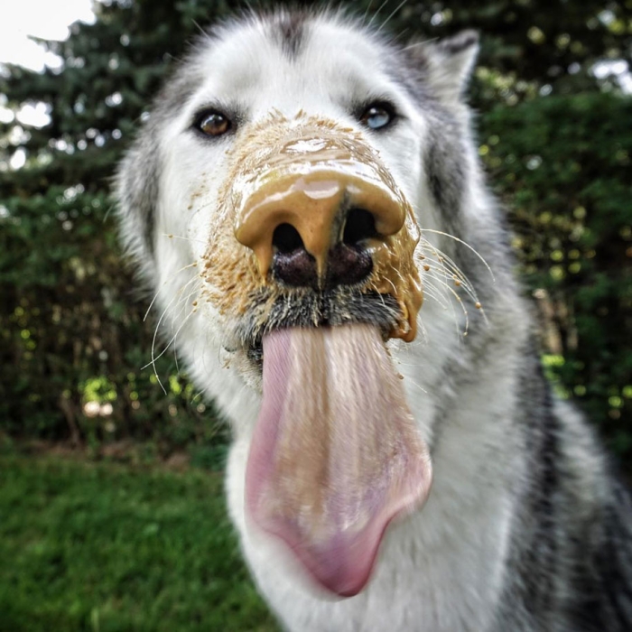 dog-nature-photography-loki-wolfdog-kelly-lund-22
