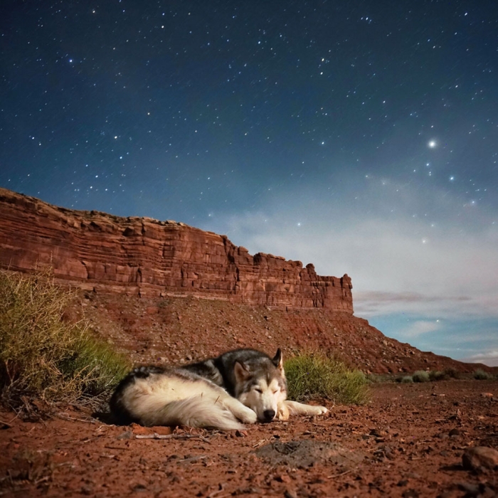 dog-nature-photography-loki-wolfdog-kelly-lund-37