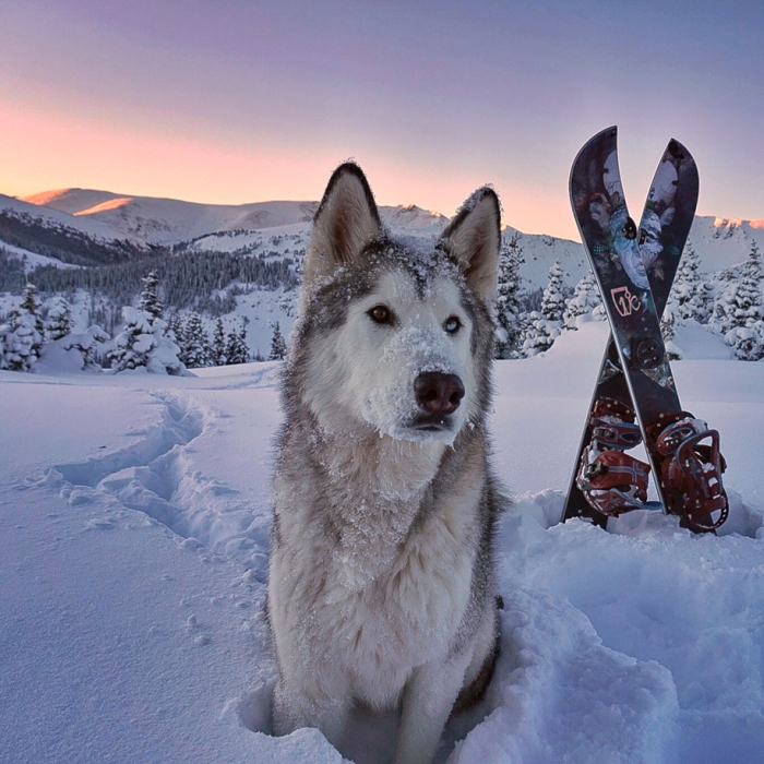 dog-nature-photography-loki-wolfdog-kelly-lund-38