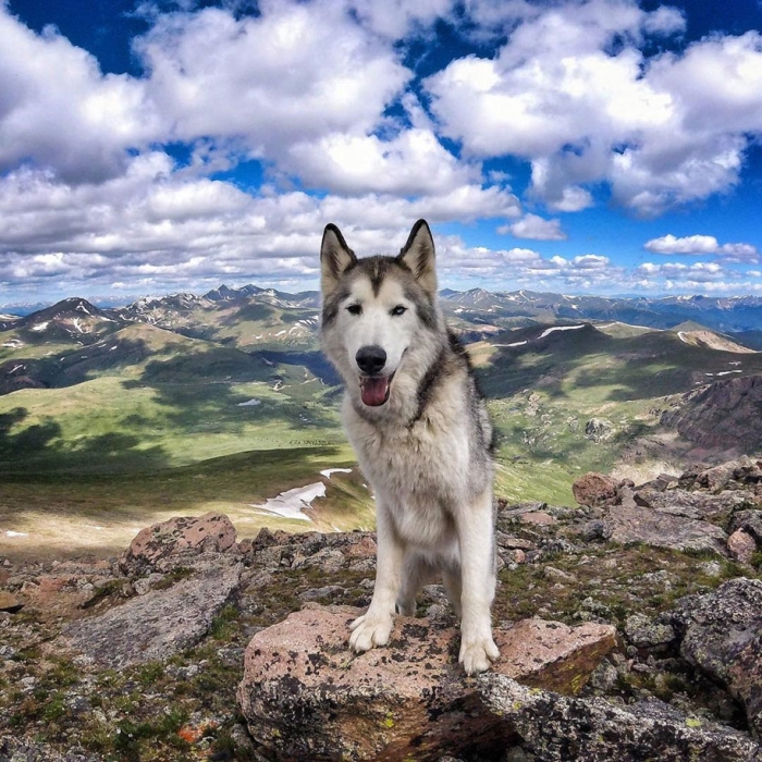 dog-nature-photography-loki-wolfdog-kelly-lund-16