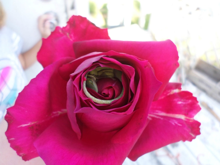 nature-animals-lizard-sleeping-rose-cmycherrytree-2