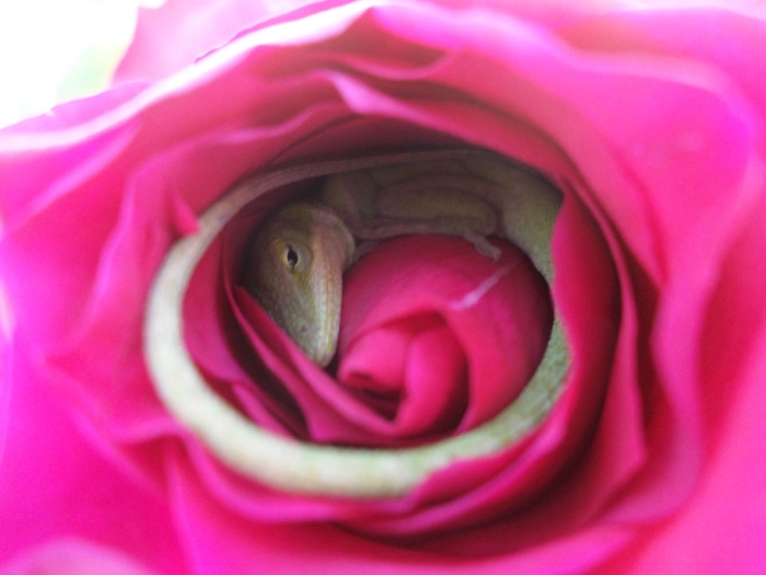 nature-animals-lizard-sleeping-rose-cmycherrytree-3