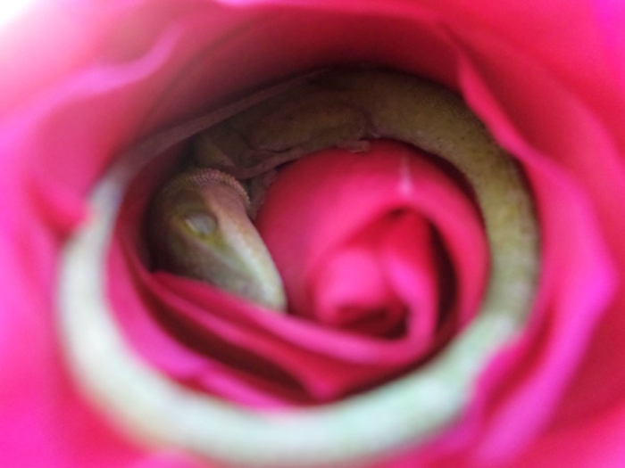 nature-animals-lizard-sleeping-rose-cmycherrytree-1