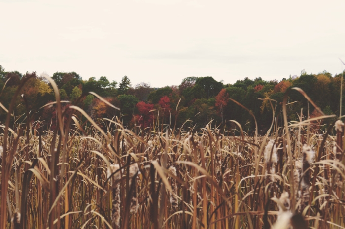 Fall In Maine