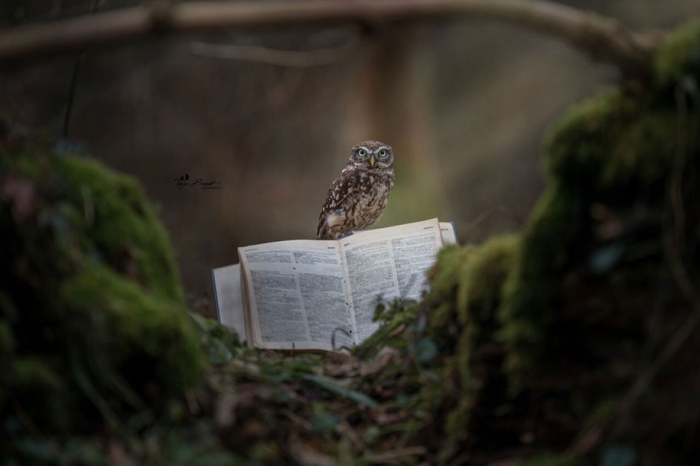 animal-photo-owl-hide-rain-mushroom-podli-tanja-brandt-1