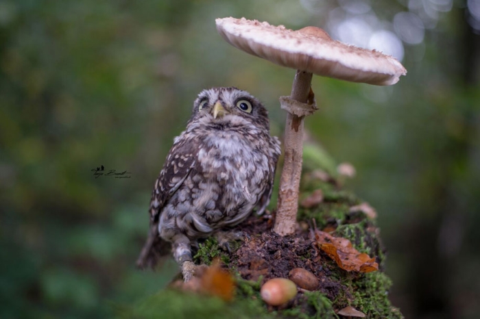 animal-photo-owl-hide-rain-mushroom-podli-tanja-brandt-11