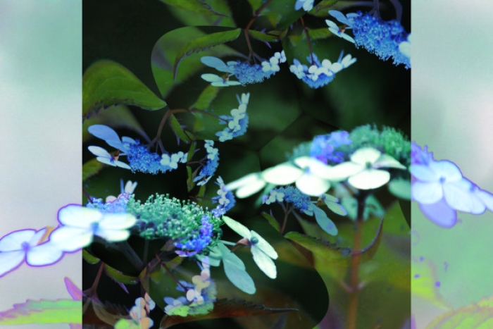 Hydrangea
