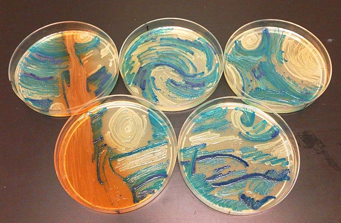agar-jelly-petri-dish-microbe-bacteria-art-van-gogh-starry-night-6
