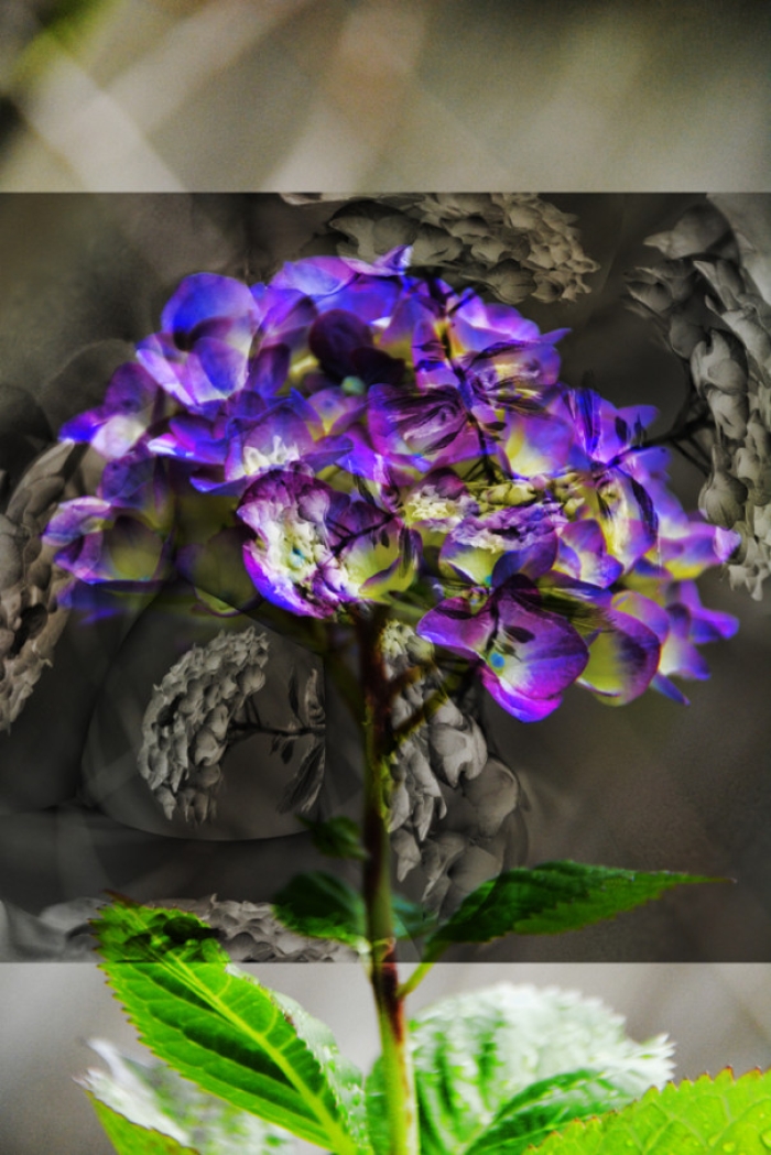 hydrangea 2