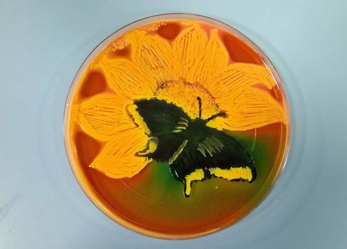 agar-jelly-petri-dish-microbe-bacteria-art-van-gogh-starry-night-9