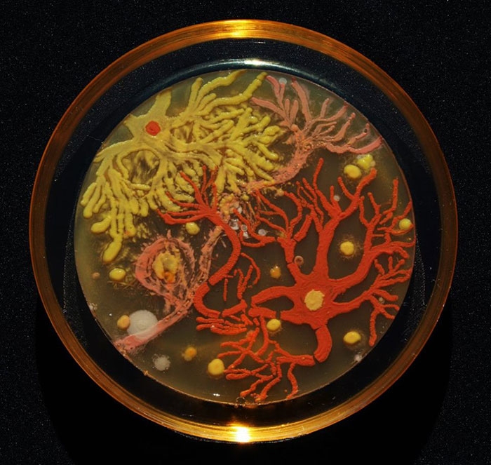 agar-jelly-petri-dish-microbe-bacteria-art-van-gogh-starry-night-5