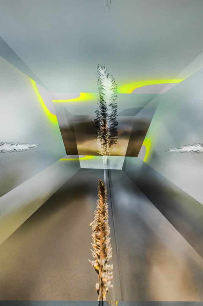 Sweet grass