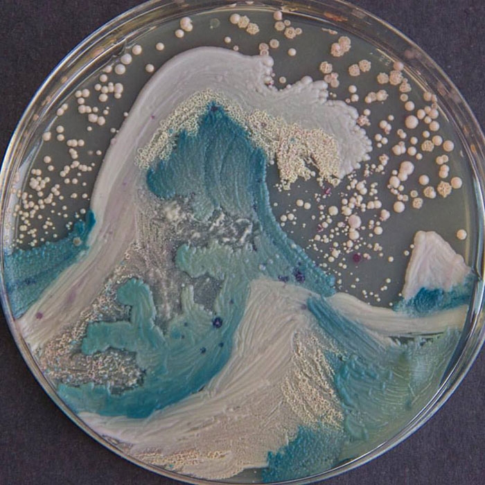 agar-jelly-petri-dish-microbe-bacteria-art-van-gogh-starry-night-7
