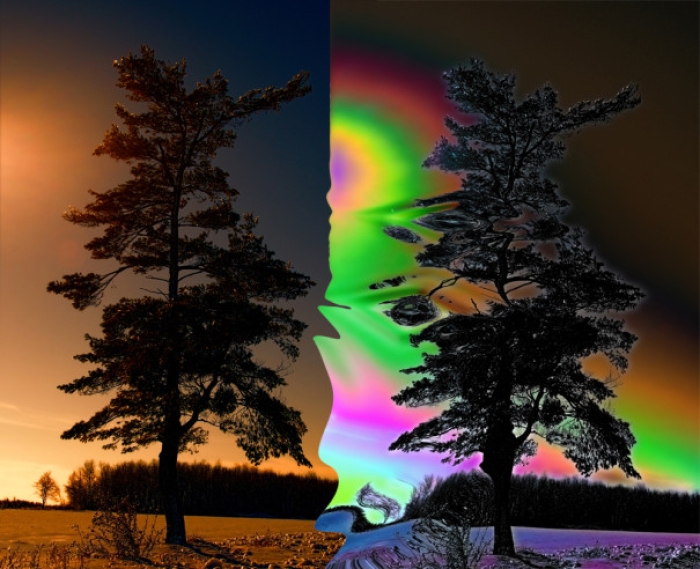 Majestic trees