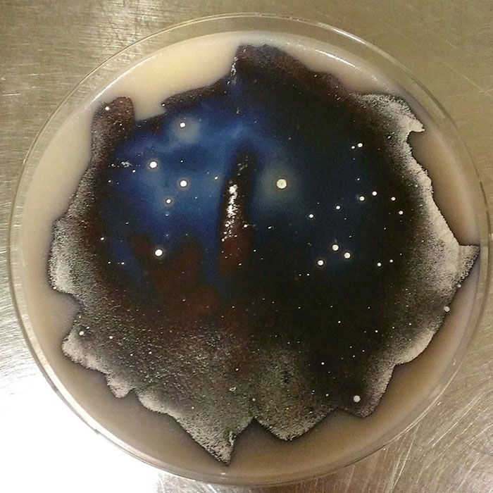 agar-jelly-petri-dish-microbe-bacteria-art-van-gogh-starry-night-13