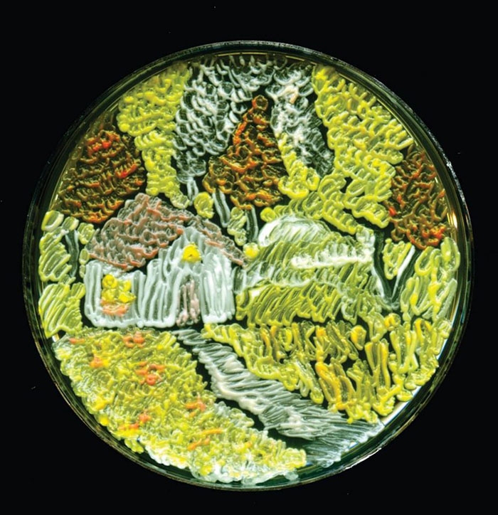 agar-jelly-petri-dish-microbe-bacteria-art-van-gogh-starry-night-8