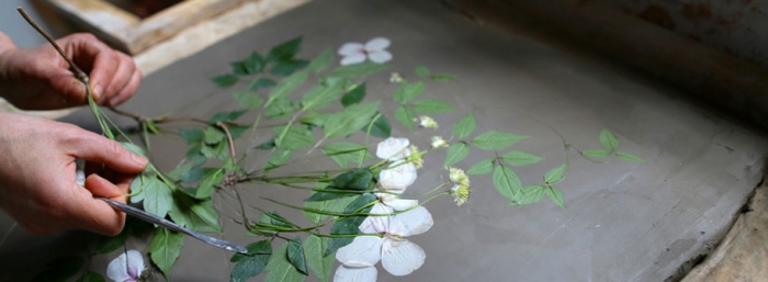 artificial-plaster-cast-flower-fossils-rachel-dein-5