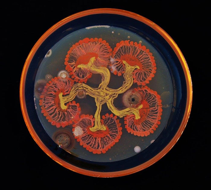 agar-jelly-petri-dish-microbe-bacteria-art-van-gogh-starry-night-12