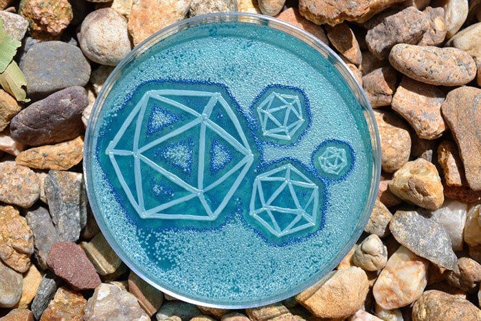 agar-jelly-petri-dish-microbe-bacteria-art-van-gogh-starry-night-4