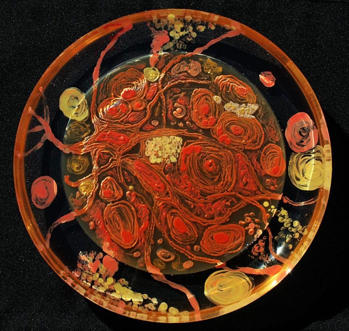 agar-jelly-petri-dish-microbe-bacteria-art-van-gogh-starry-night-3