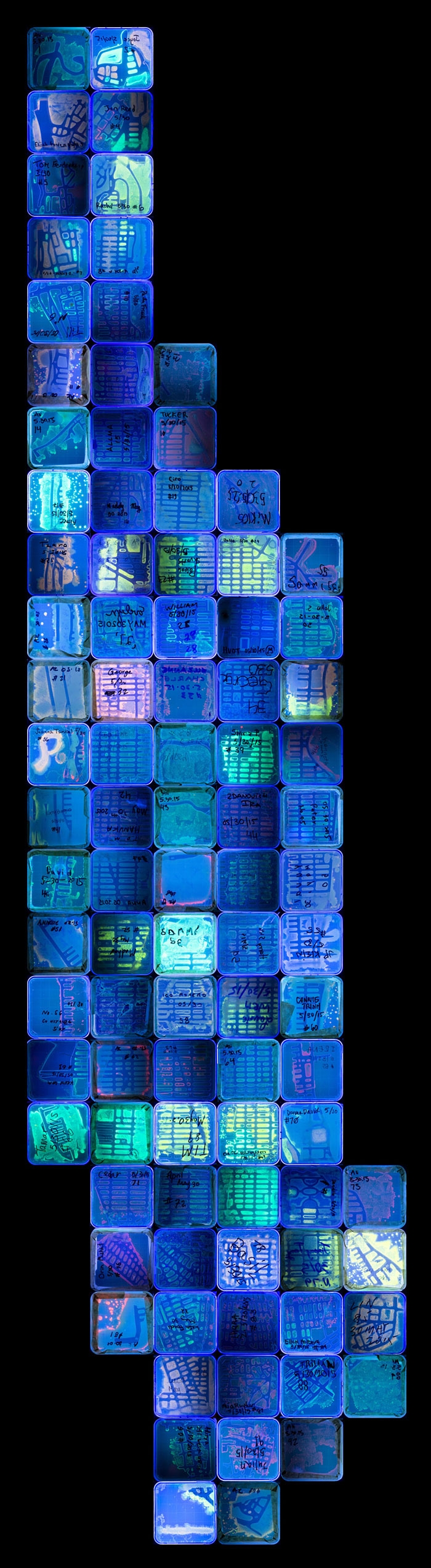 agar-jelly-petri-dish-microbe-bacteria-art-van-gogh-starry-night-1