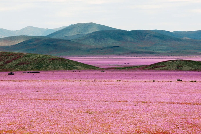 worlds-driest-desert-heavy-rains-flower-blooms-chile-4