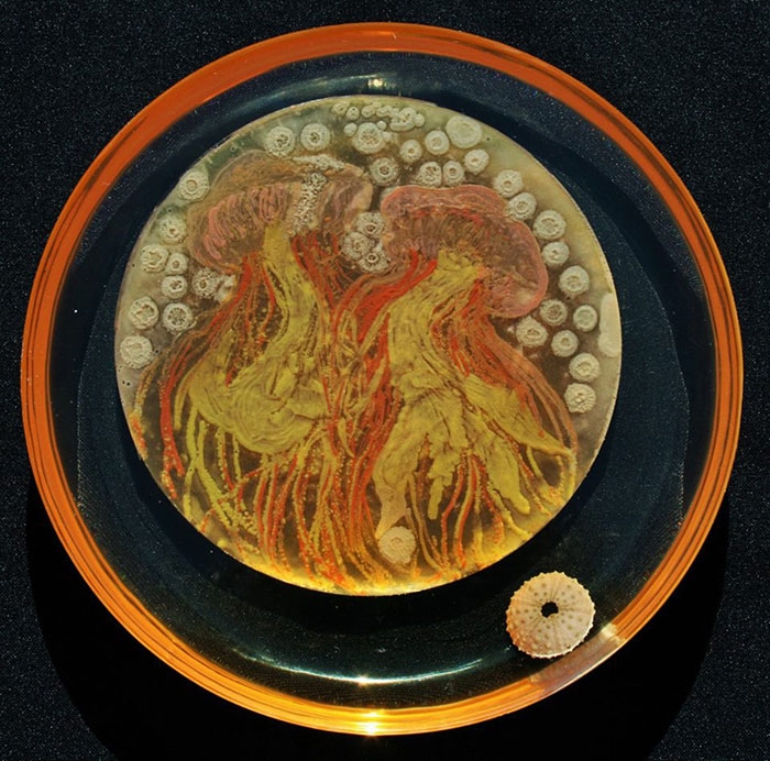 agar-jelly-petri-dish-microbe-bacteria-art-van-gogh-starry-night-11