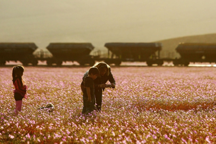 worlds-driest-desert-heavy-rains-flower-blooms-chile-3