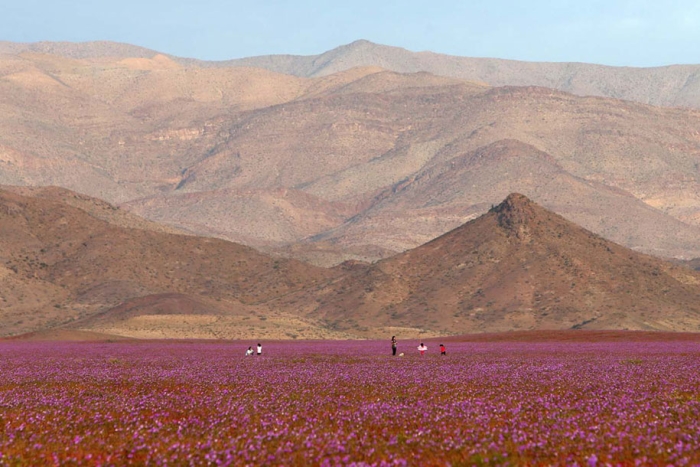worlds-driest-desert-heavy-rains-flower-blooms-chile-7