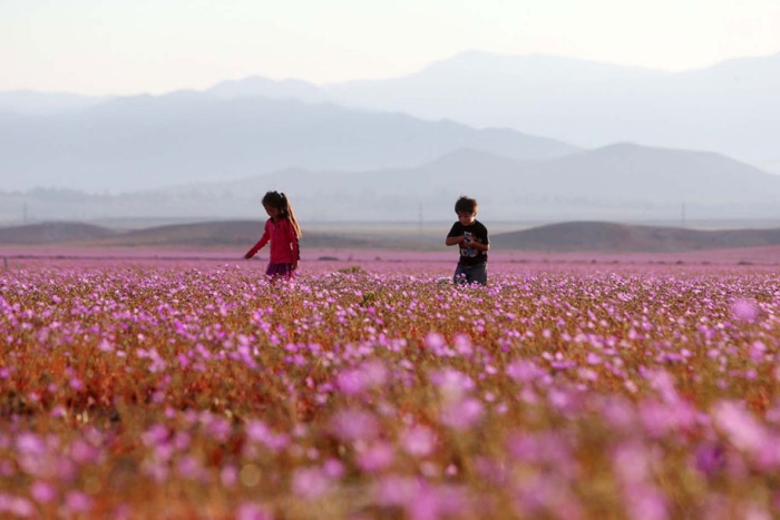 worlds-driest-desert-heavy-rains-flower-blooms-chile-5
