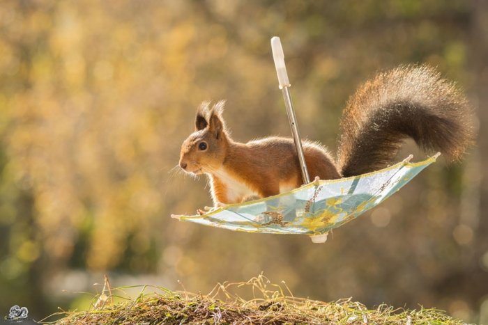 nature-animal-photography-backyard-squirrels-geert-weggen-19