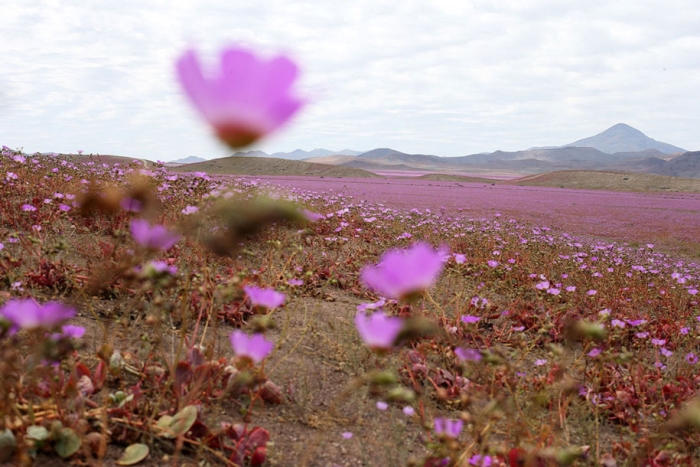 worlds-driest-desert-heavy-rains-flower-blooms-chile-2