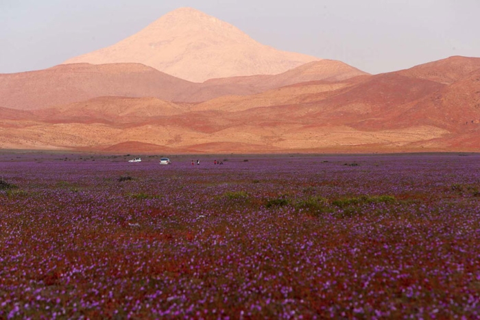 worlds-driest-desert-heavy-rains-flower-blooms-chile-8
