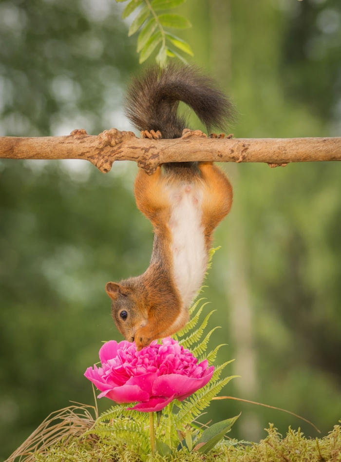 nature-animal-photography-backyard-squirrels-geert-weggen-5