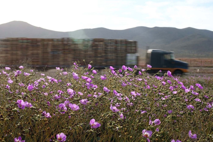 worlds-driest-desert-heavy-rains-flower-blooms-chile-9