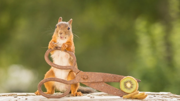 nature-animal-photography-backyard-squirrels-geert-weggen-3