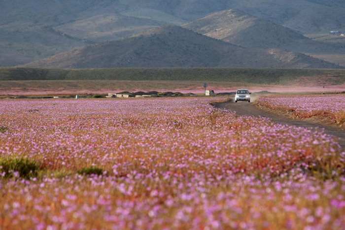 worlds-driest-desert-heavy-rains-flower-blooms-chile-1