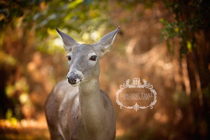 maggie-deer-newborn-photoshoot-photobomb-megan-rion-imagine-that-6